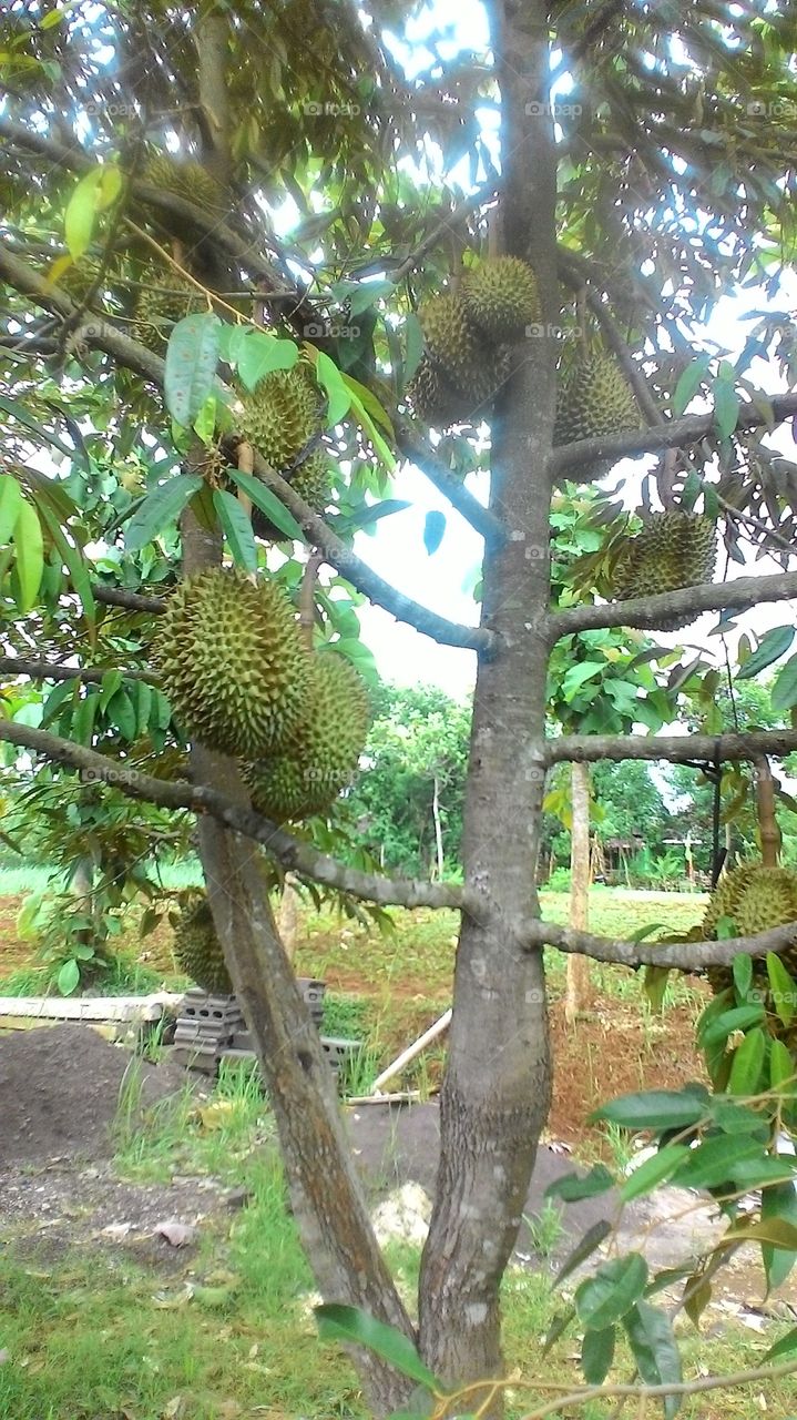 Durian 