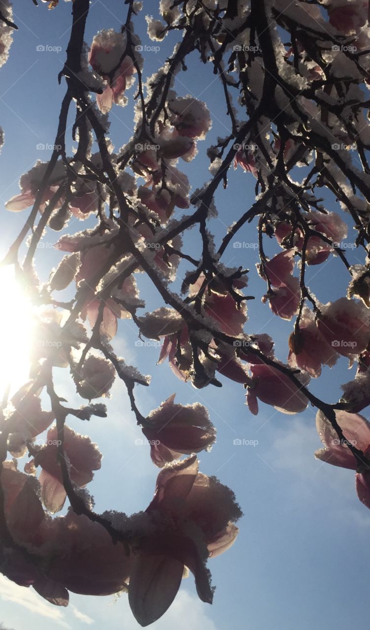 Sunset on the magnolia