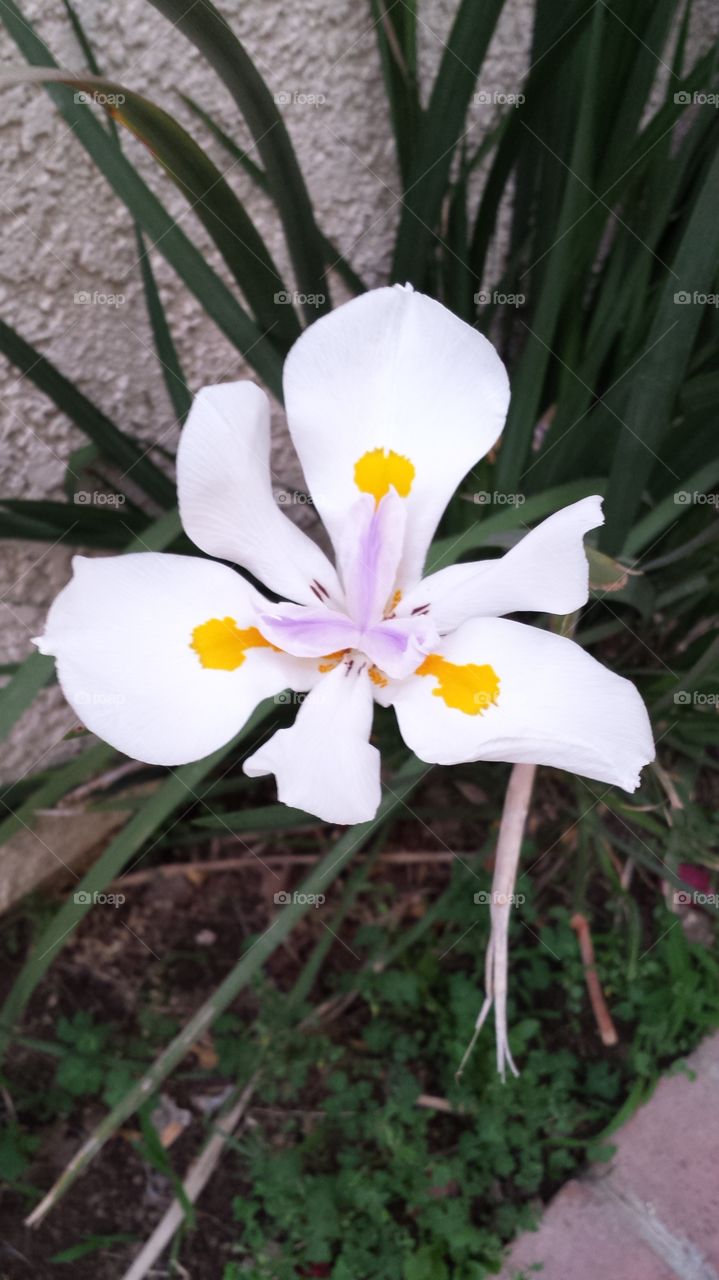 Nature, Flower, No Person, Flora, Leaf