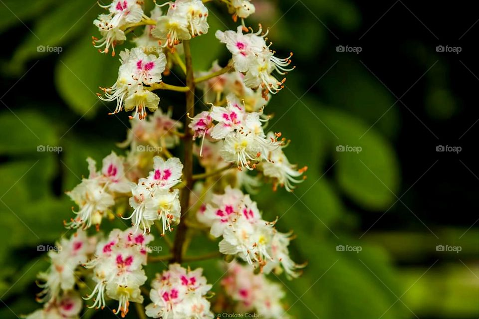 Close up on Indian chesnut blossom in Kéravéon park of Erdeven