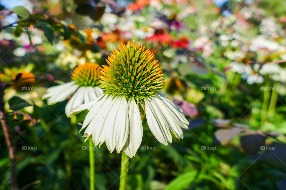 Echinacea pallida, pale purple coneflower