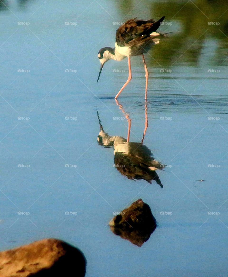 Stilt Reflected in Still Water