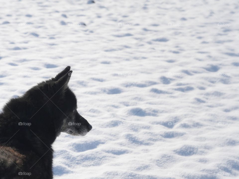 Side view of dog on snowfield