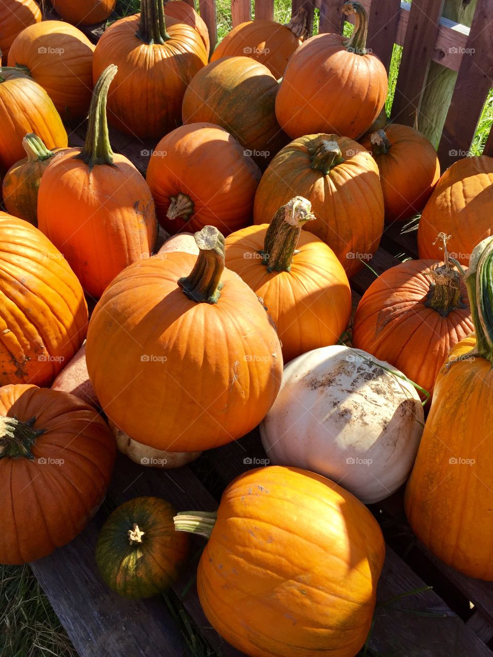 High angle view of pumpkins