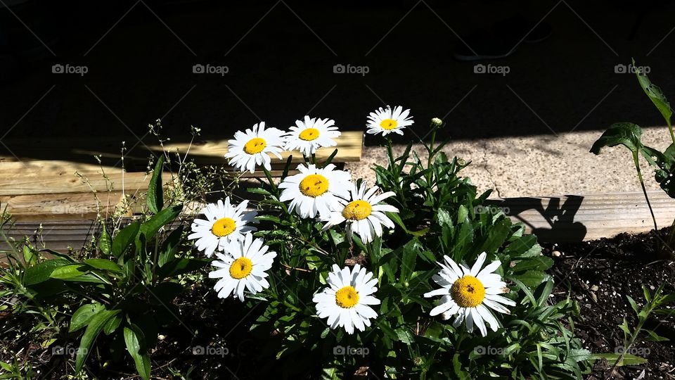 Daisies