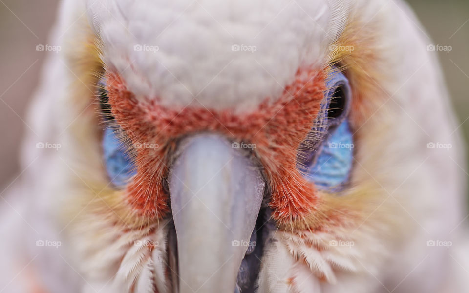 Australian parrots 