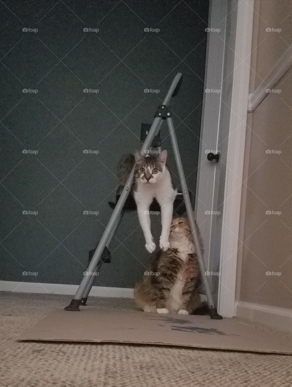 Kitties Frolicking on Ladder