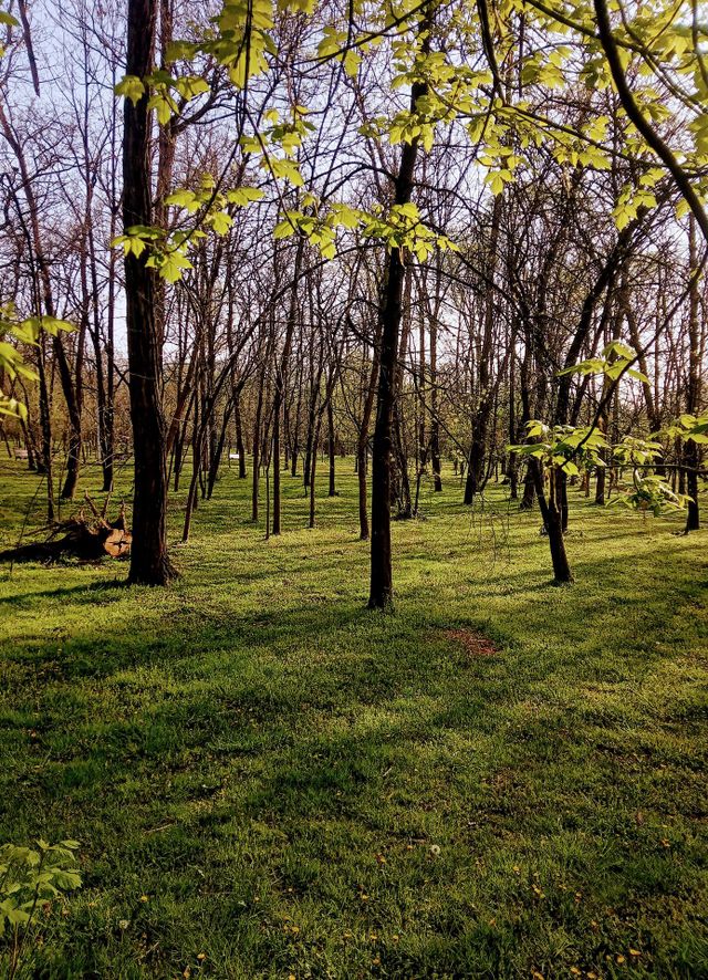 forest