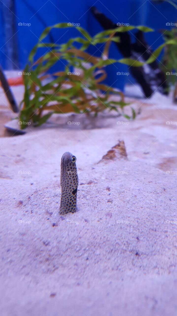 Disappearing Garden Eel at Aquarium