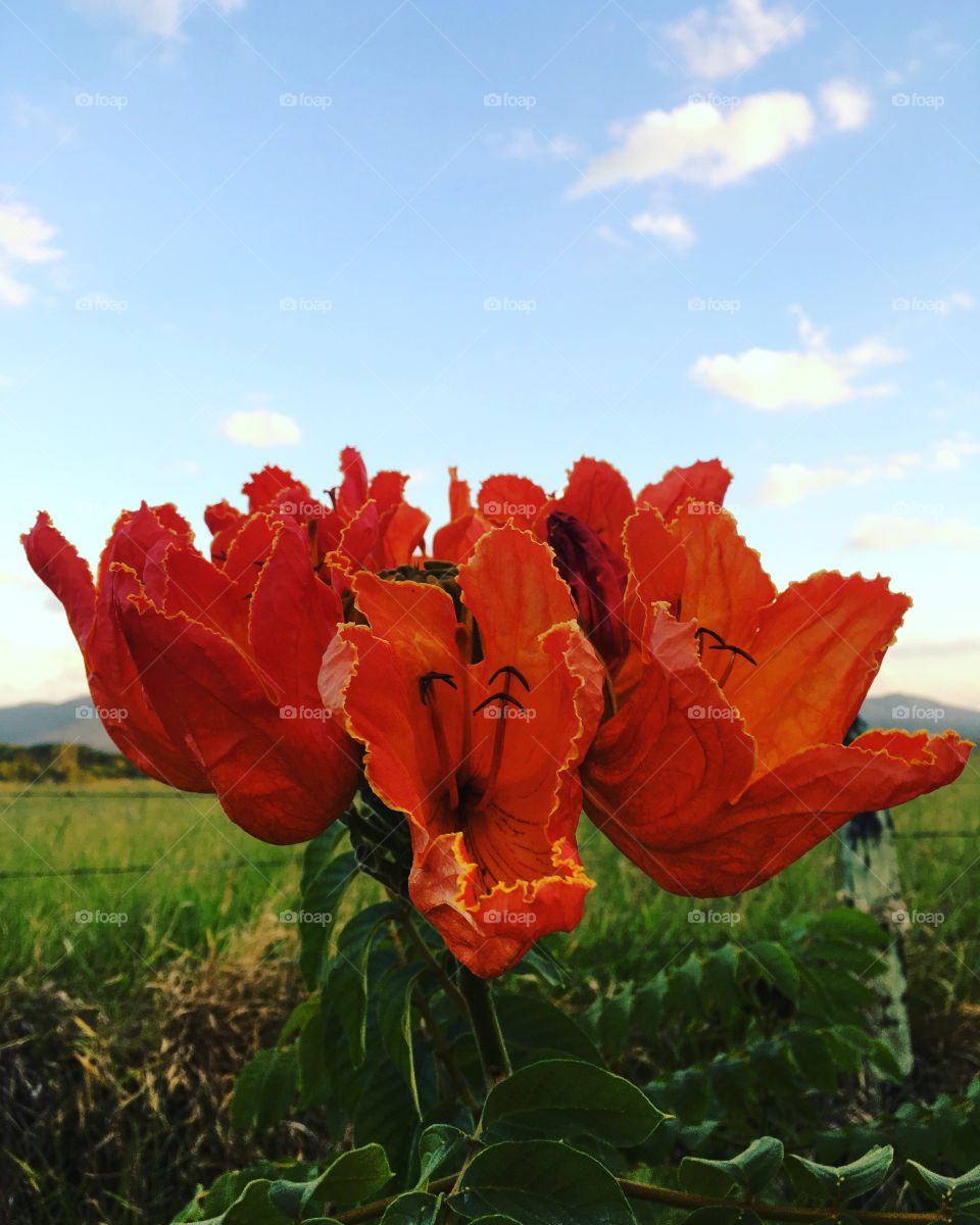 FIRST SIGNS OF SPRING - the bright and colorful petals show that the flower season is near! - PRIMEIROS SINAIS DA PRIMAVERA - as pétalas tão vivas e coloridas mostram que a estação das flores está próxima!