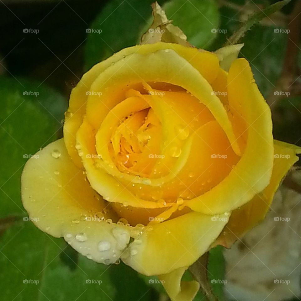 rain on rose