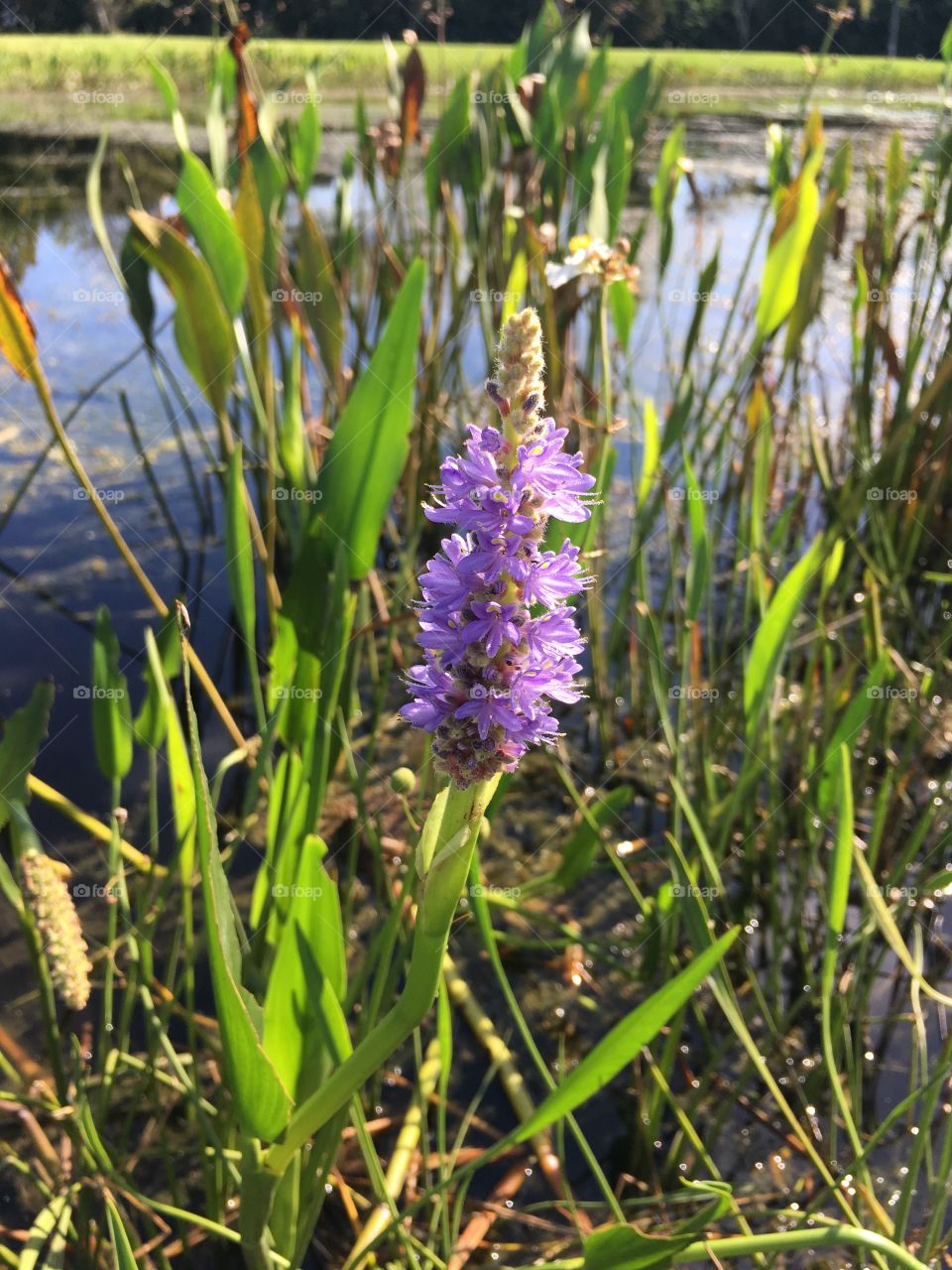 Beautiful purple flowers in a pond