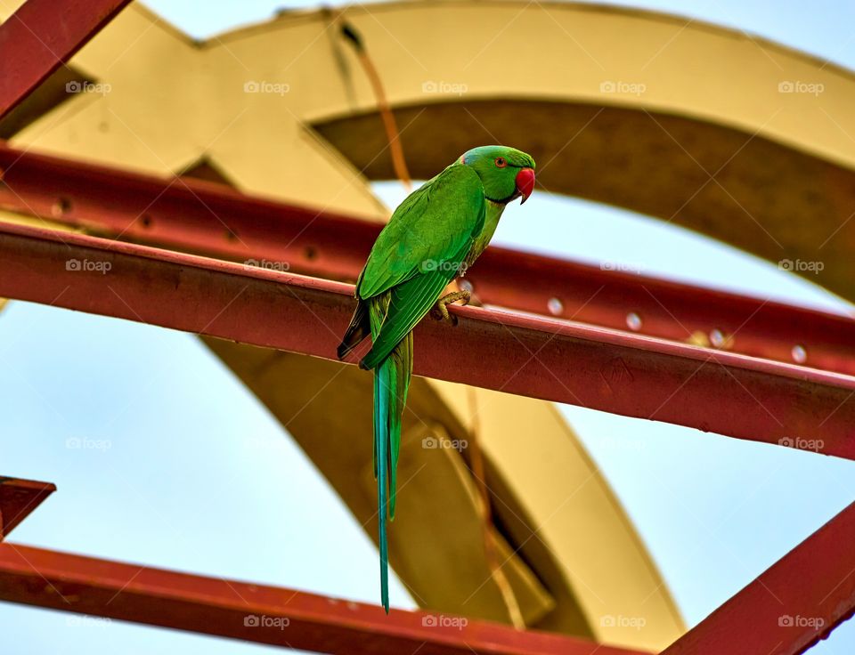 Bird photography - parrot -  pose