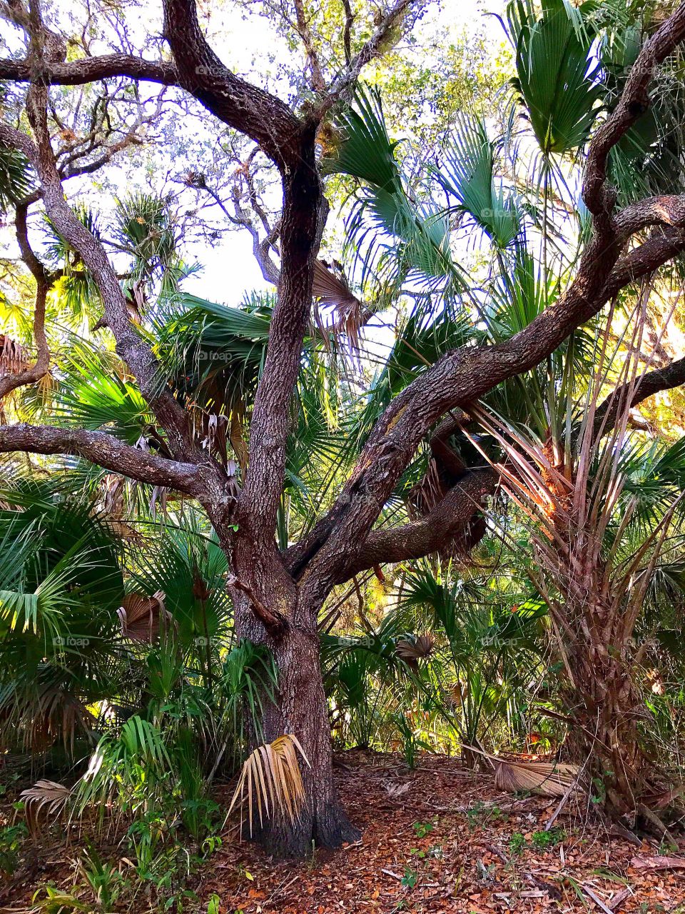 The old oak tree in the forest