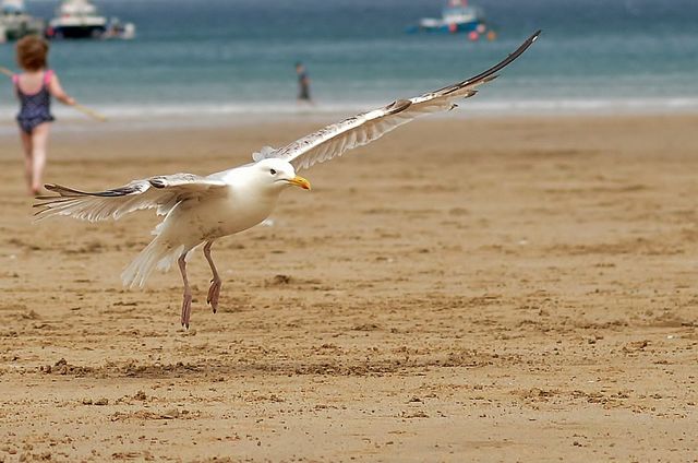 Taking flight 