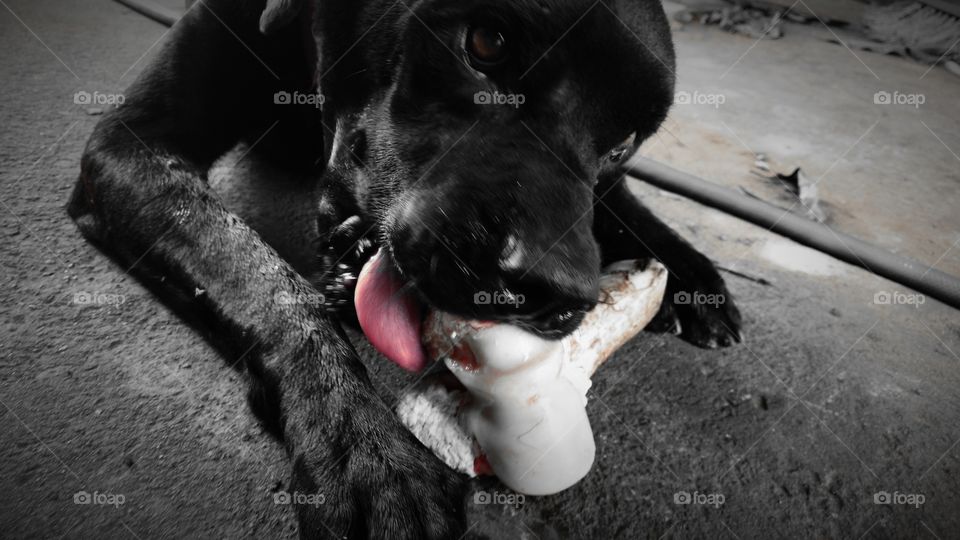Cão negro roendo osso.