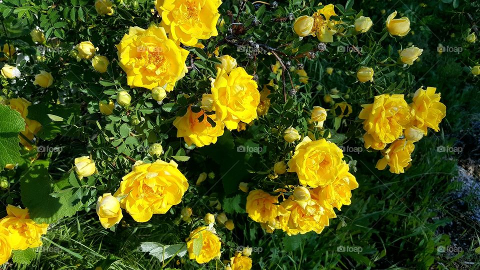 yellow roses
