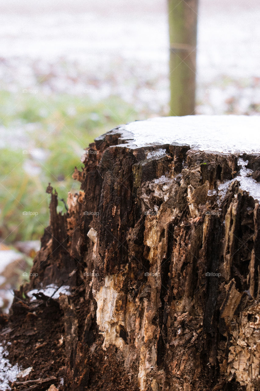 Close-up of chopped tree trunk during winter