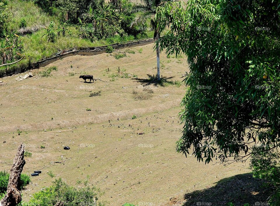 The Meadow vs Forest