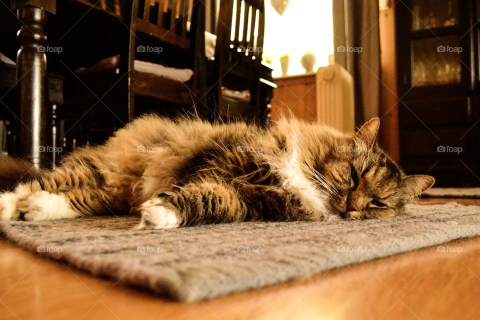 Old Fluffy Lazy cat