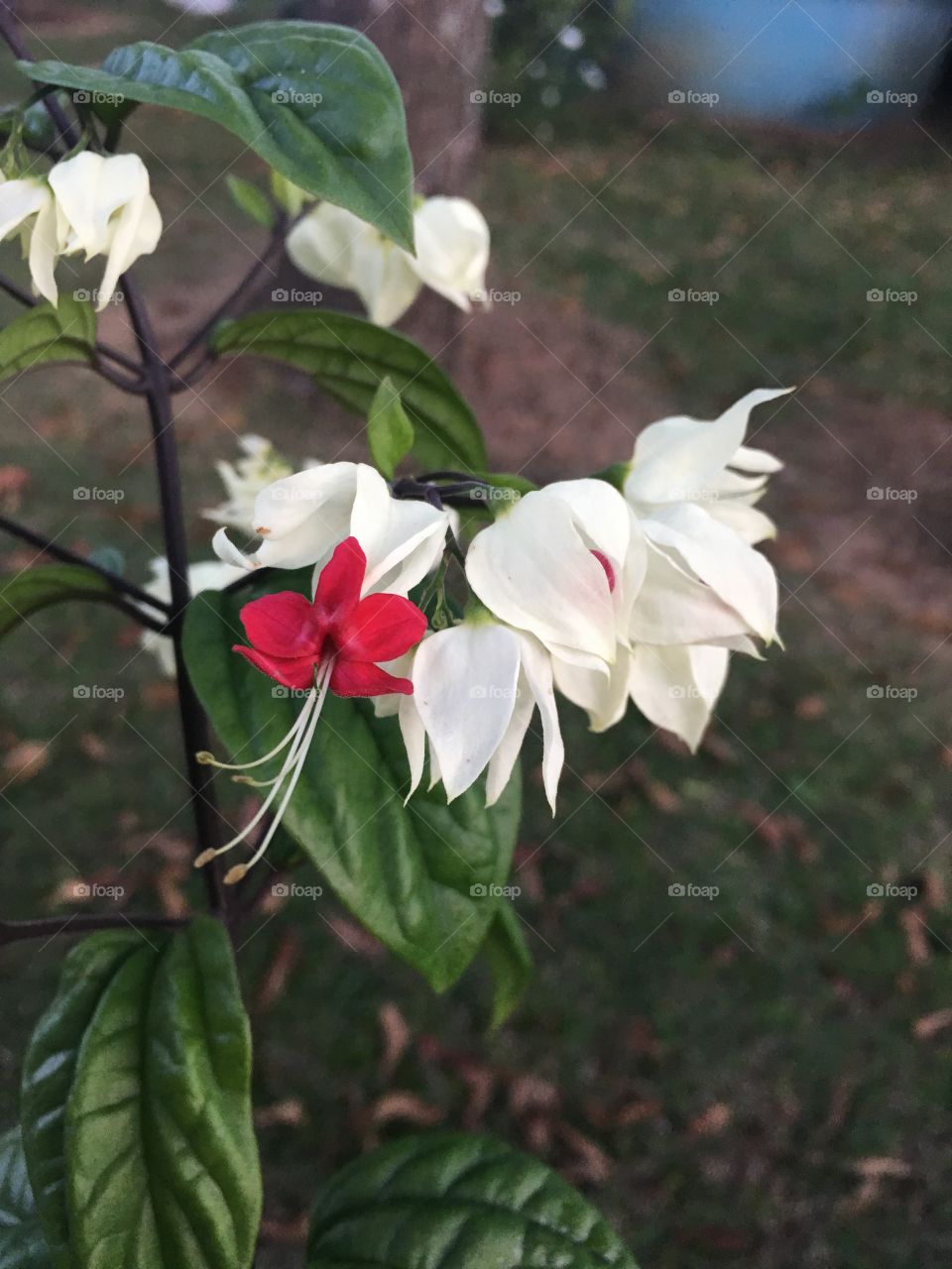 Flores muito bonitas do jardim!