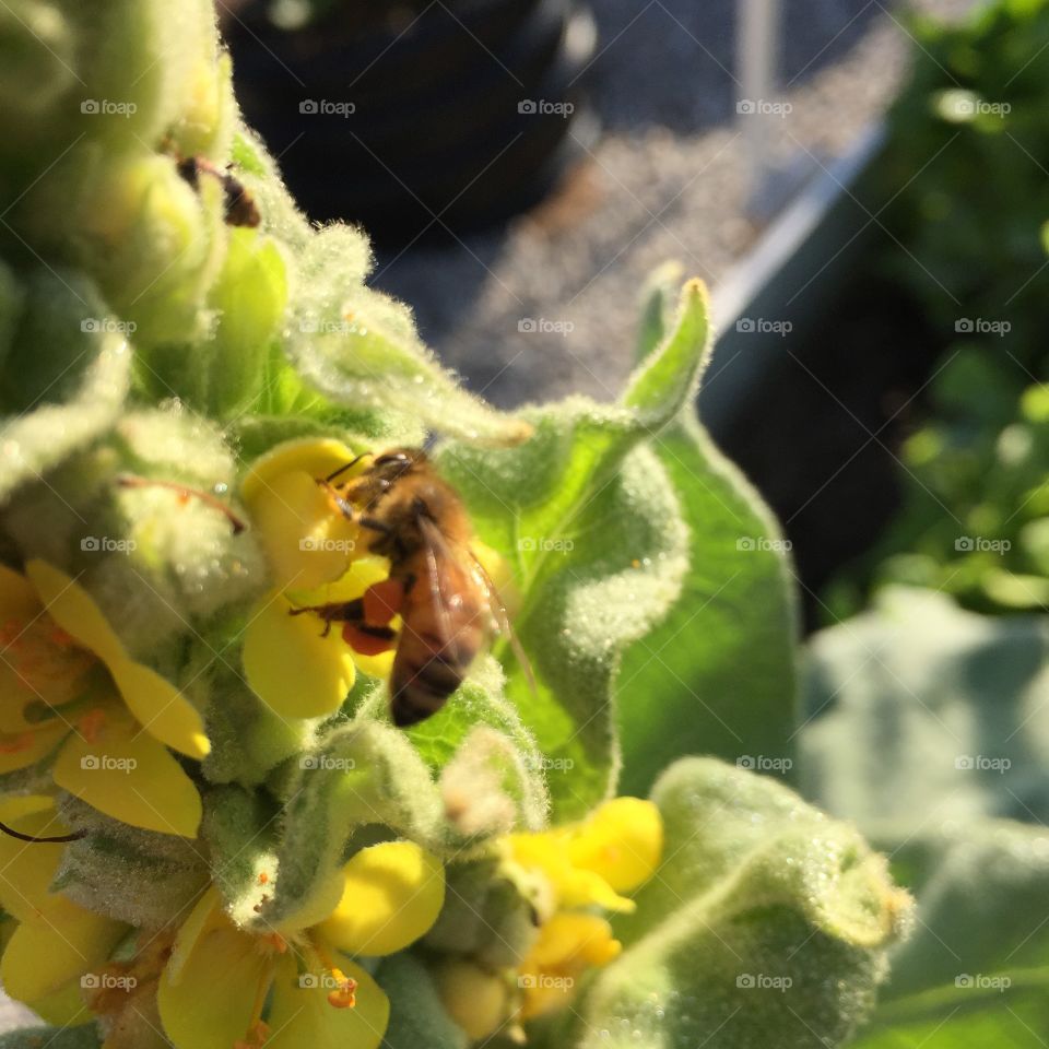 Good morning busy bee. Bees are up and working with the first rays of sunshine