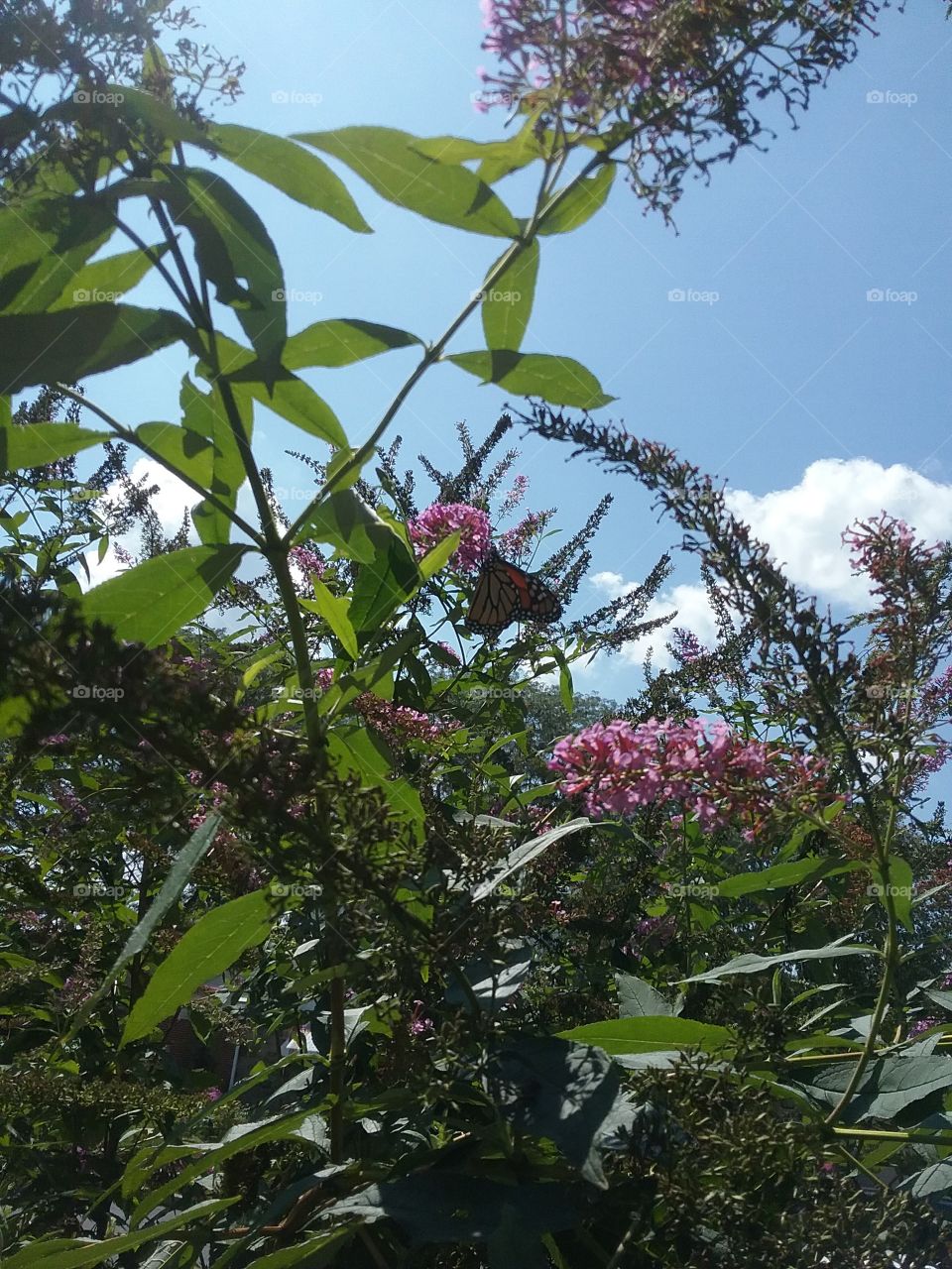 Butterfly on Bush in the sky