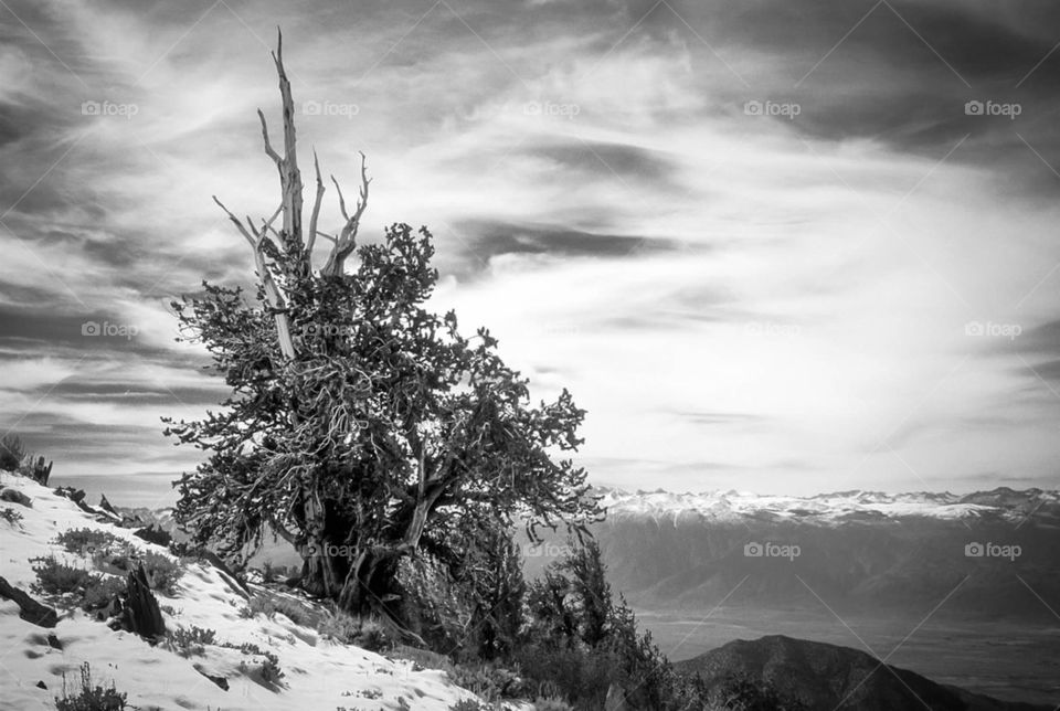 Bristlecone Pine and Sierra Nevada