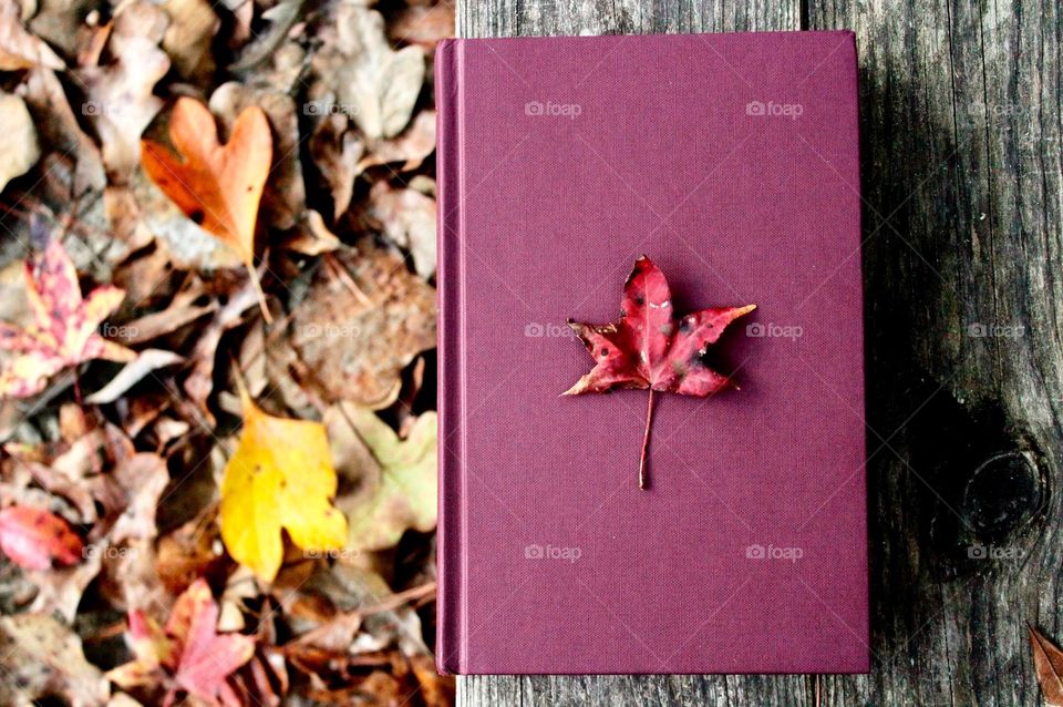Book Photography with fallen leaves 