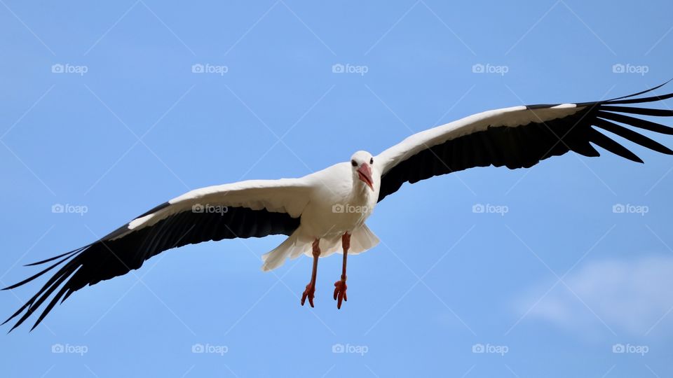 Stork in flight