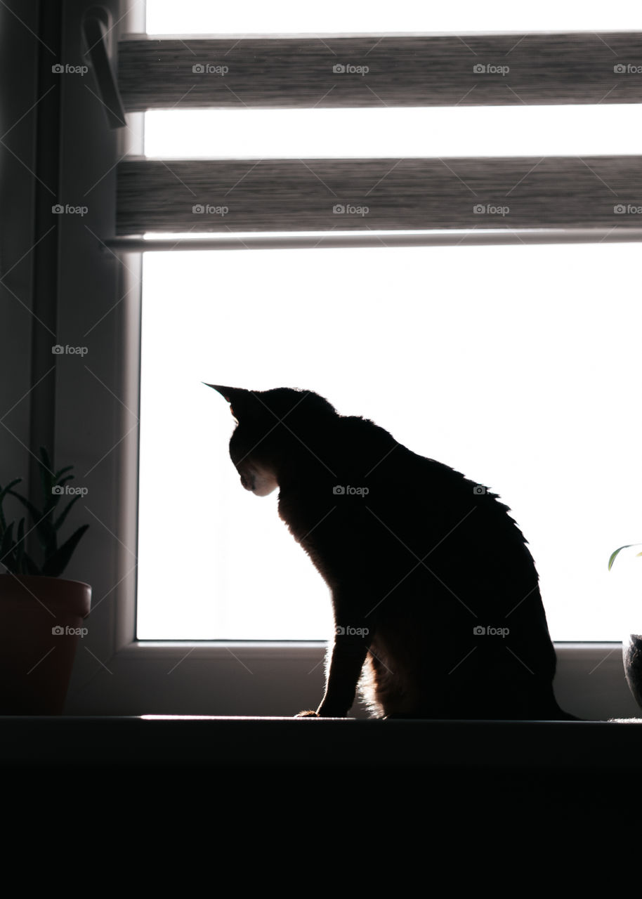 Silhouette of a cat sitting on a window shell and watching 