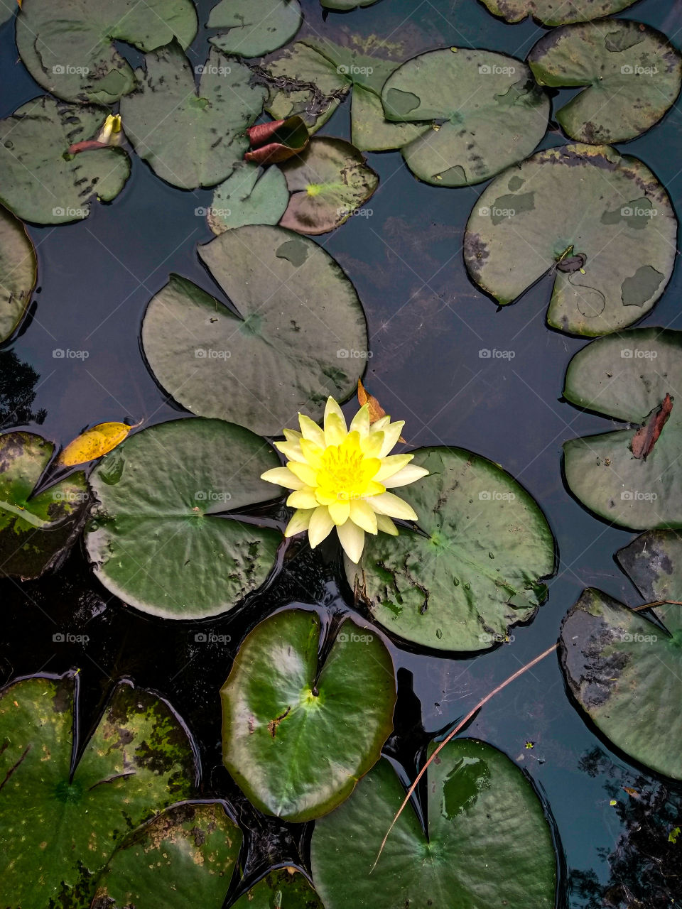 vitória regia amarela