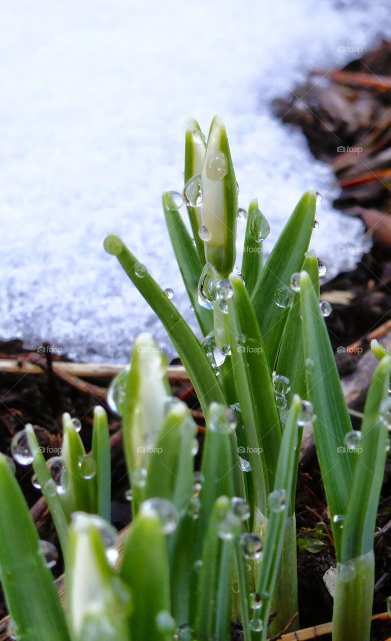 Snowdrops with waterdrops on