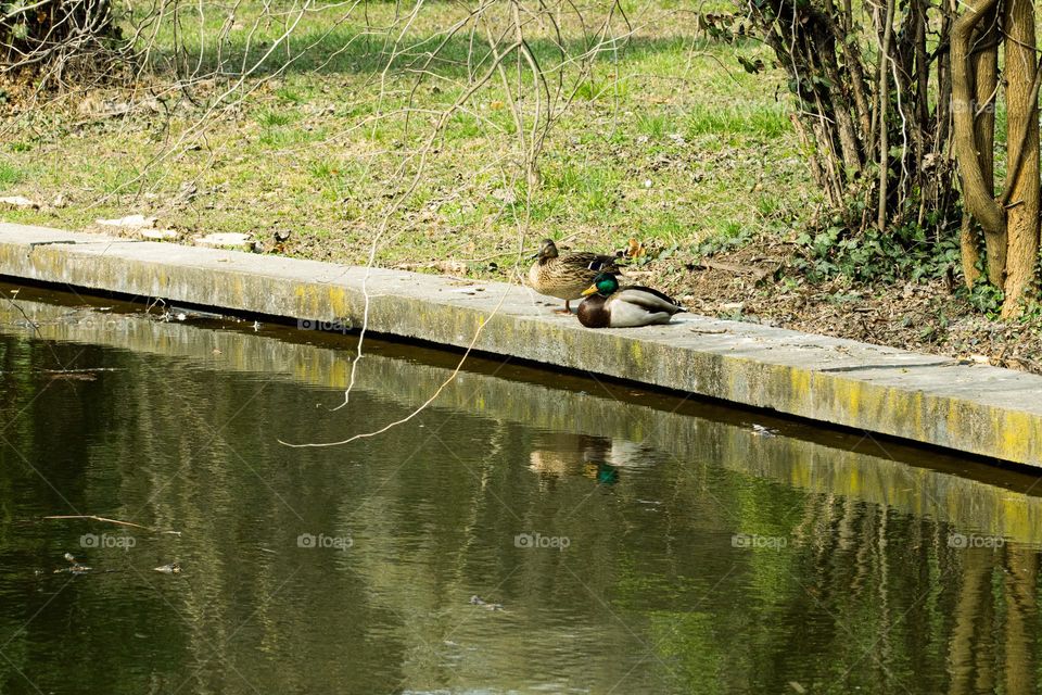 mallards by the lake, in the sun light