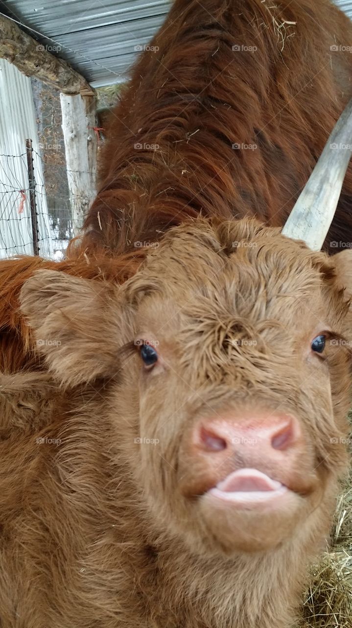 Highlander calf. Just enjoying our highlander cattle.