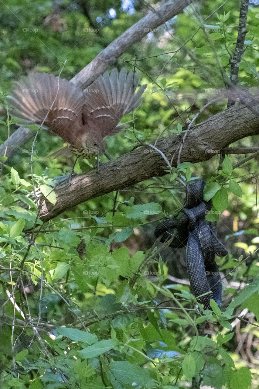 A brown thrasher defends her nest from an eastern rat snake at Historic Yates Mill County Park in Raleigh North Carolina. 