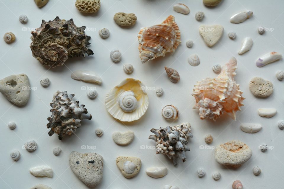 Seashell, No Person, Shell, Collection, Desktop