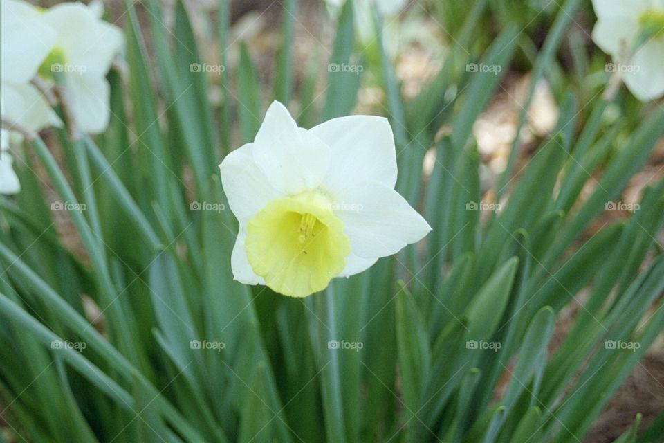 Daffodil single