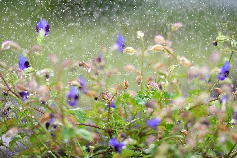 Rain drops on the flower bokeh background