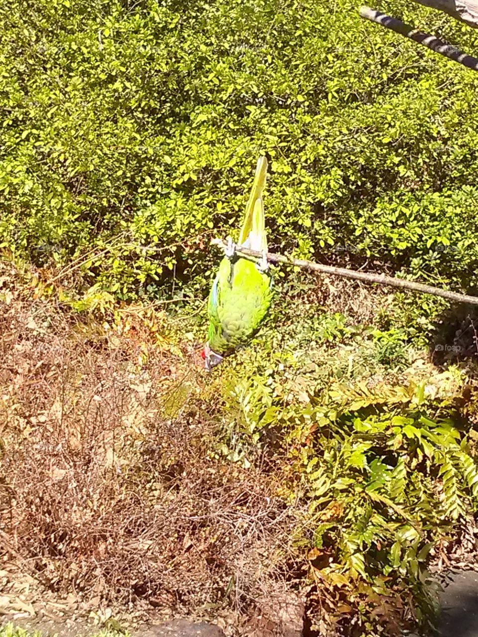 upside down macaw