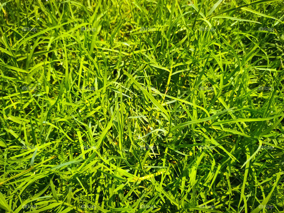 Full Frame shot of green grass texture background