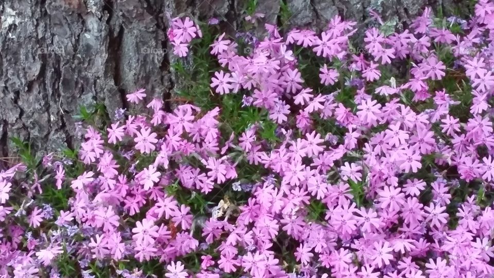 Lavender Phlox