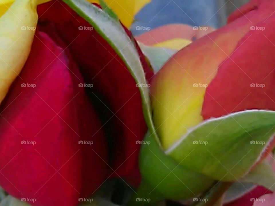 rose buds close up