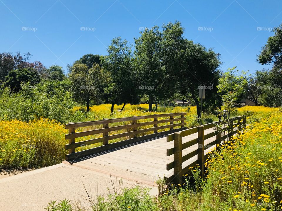Bridge with wildflower bloom near Fairview Park in Costa Mesa California. My Husband proposed to me here many, many years ago.