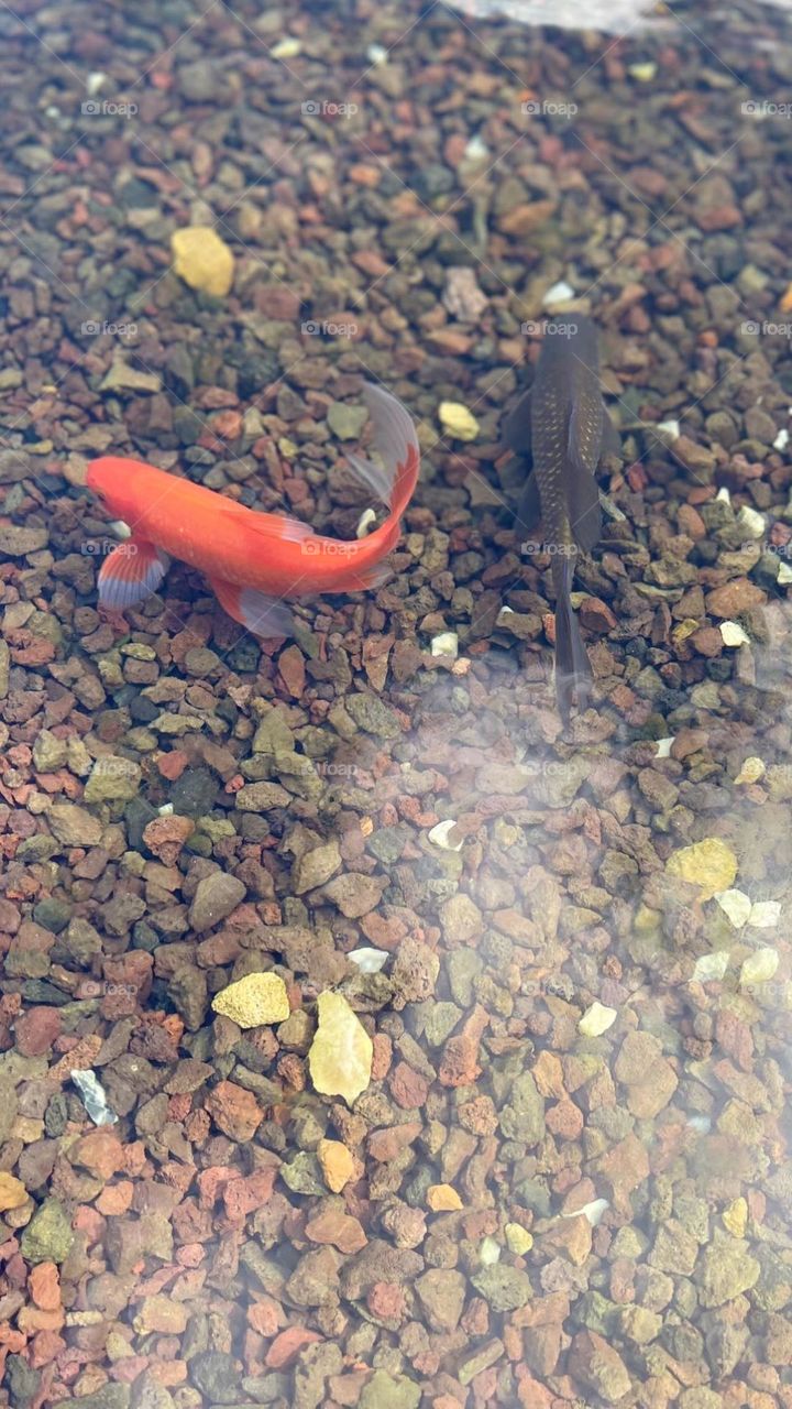 Fish orange and black 