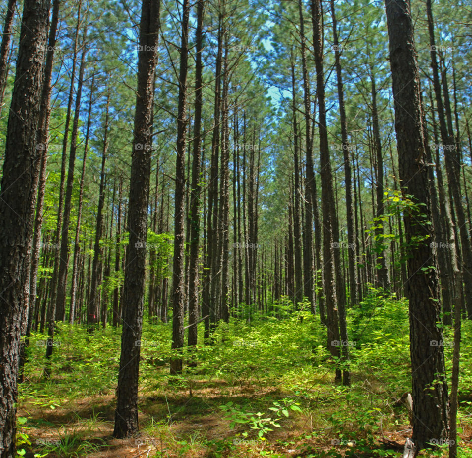 nature trees forest timber by lightanddrawing