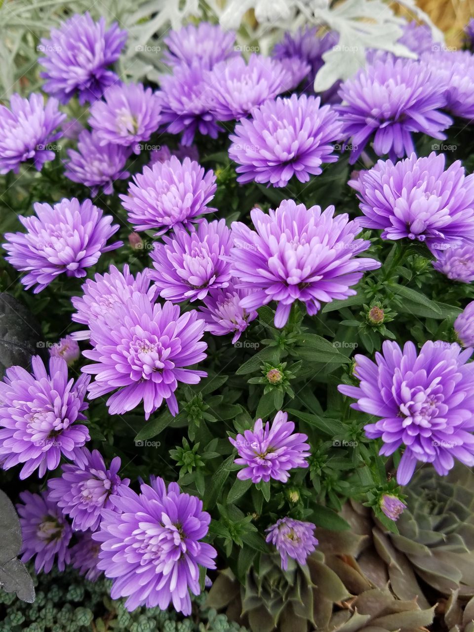 purple flowers  in my garden
