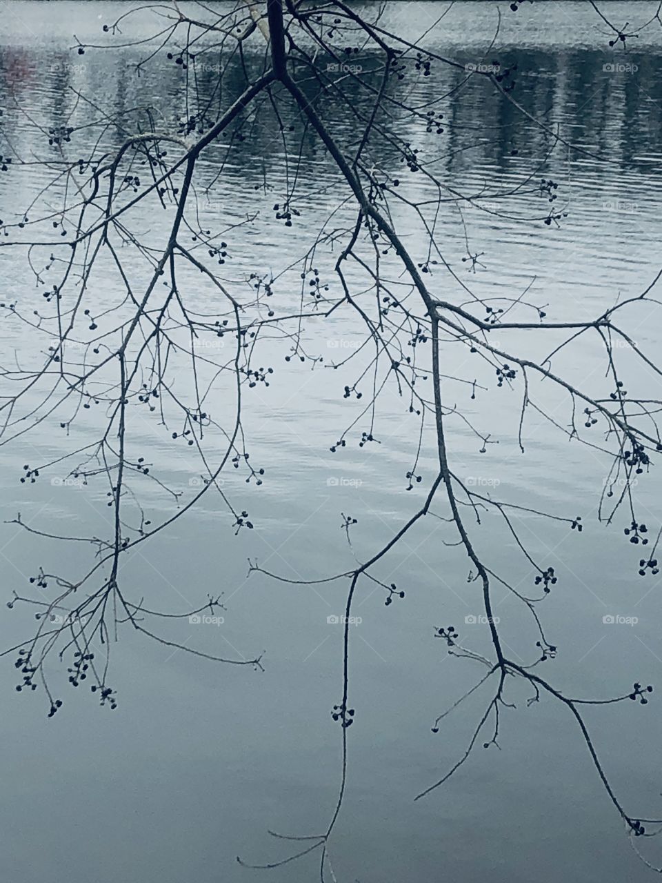 Tree  ranch budding with new life hanging g over the water. 