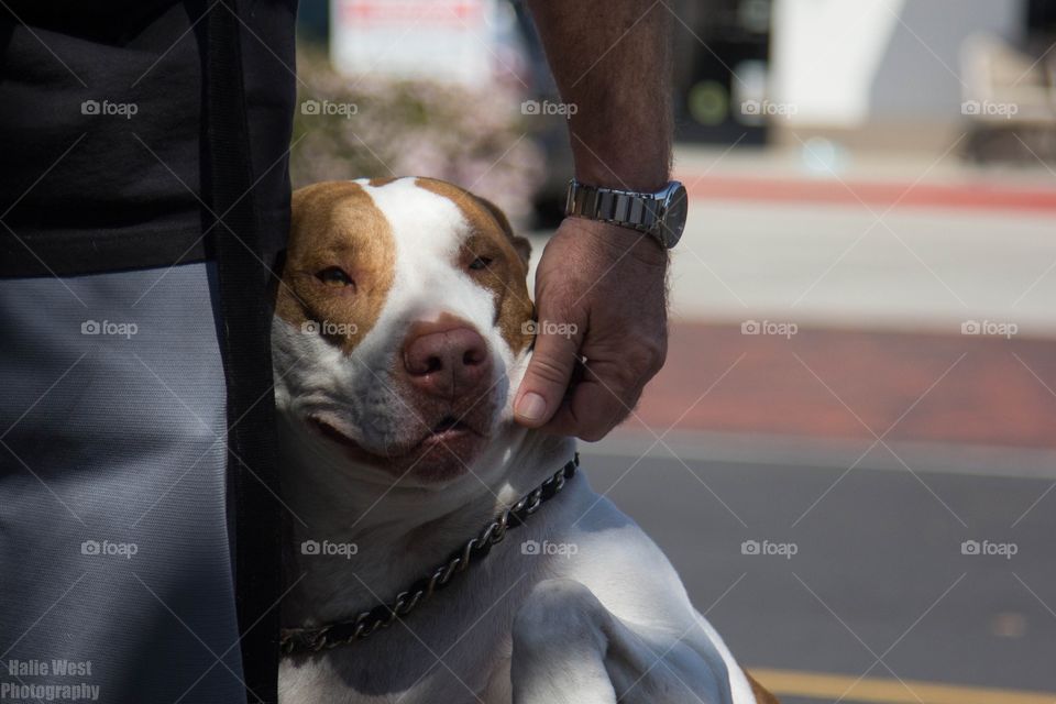 Dog, Portrait, Mammal, Pet, Canine