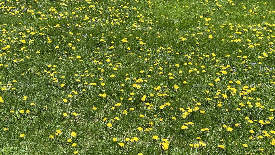 A Field Of Danelions
